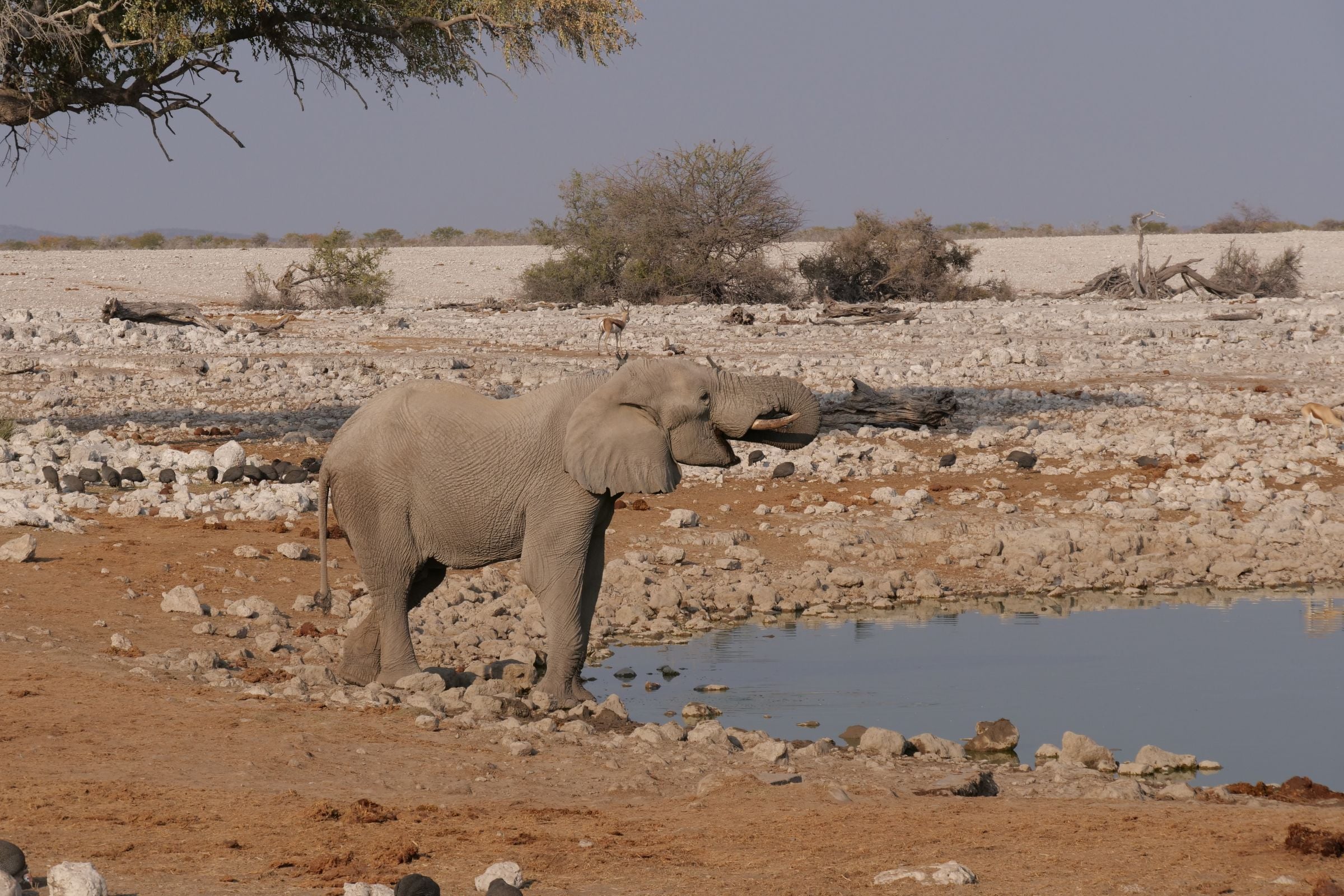 An elephant at a waterhole in Etosha