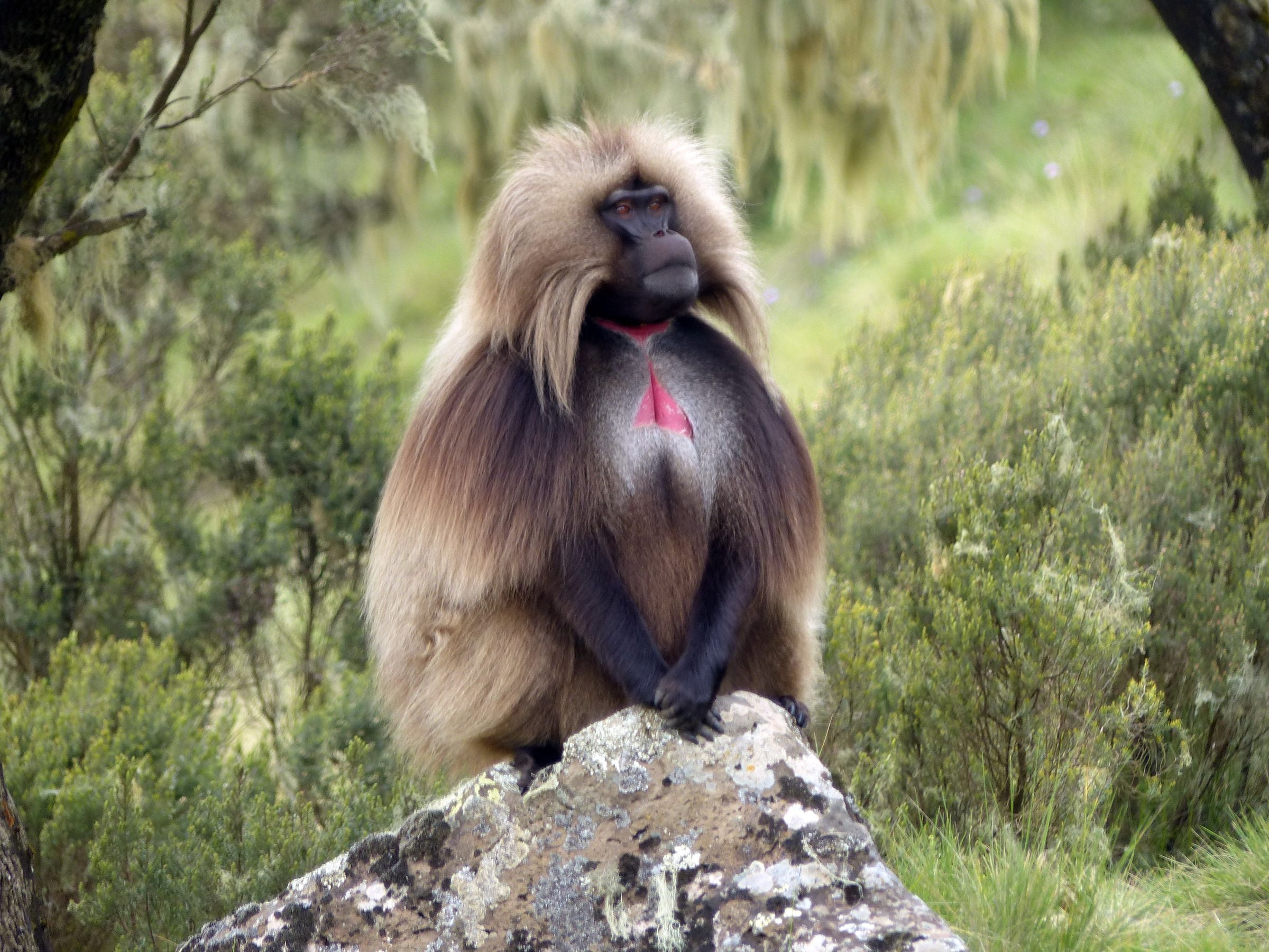 A gelada sitting on a rock in the Ethiopian highlands