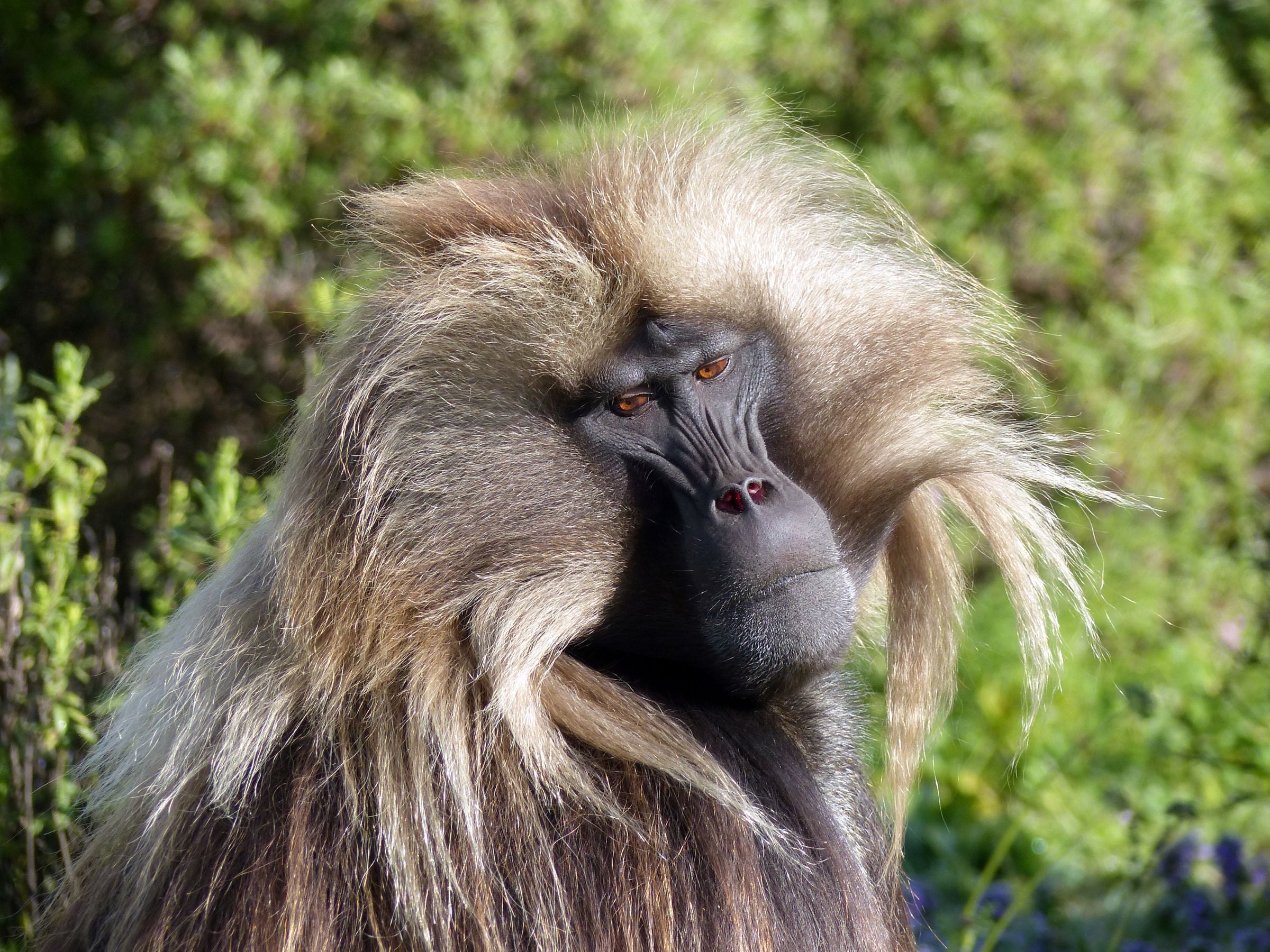 Close-up of a gelada in the Ethiopian highlands