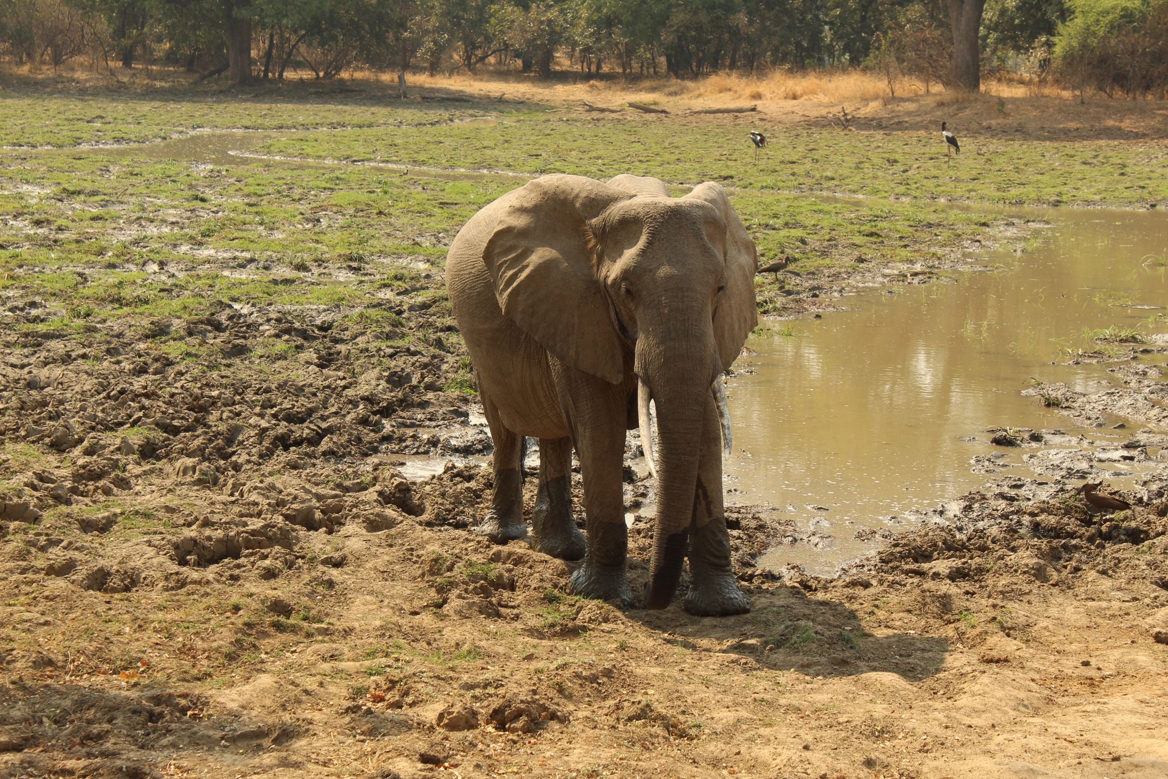 An elephant beside a waterhole in South Luangwa National Park