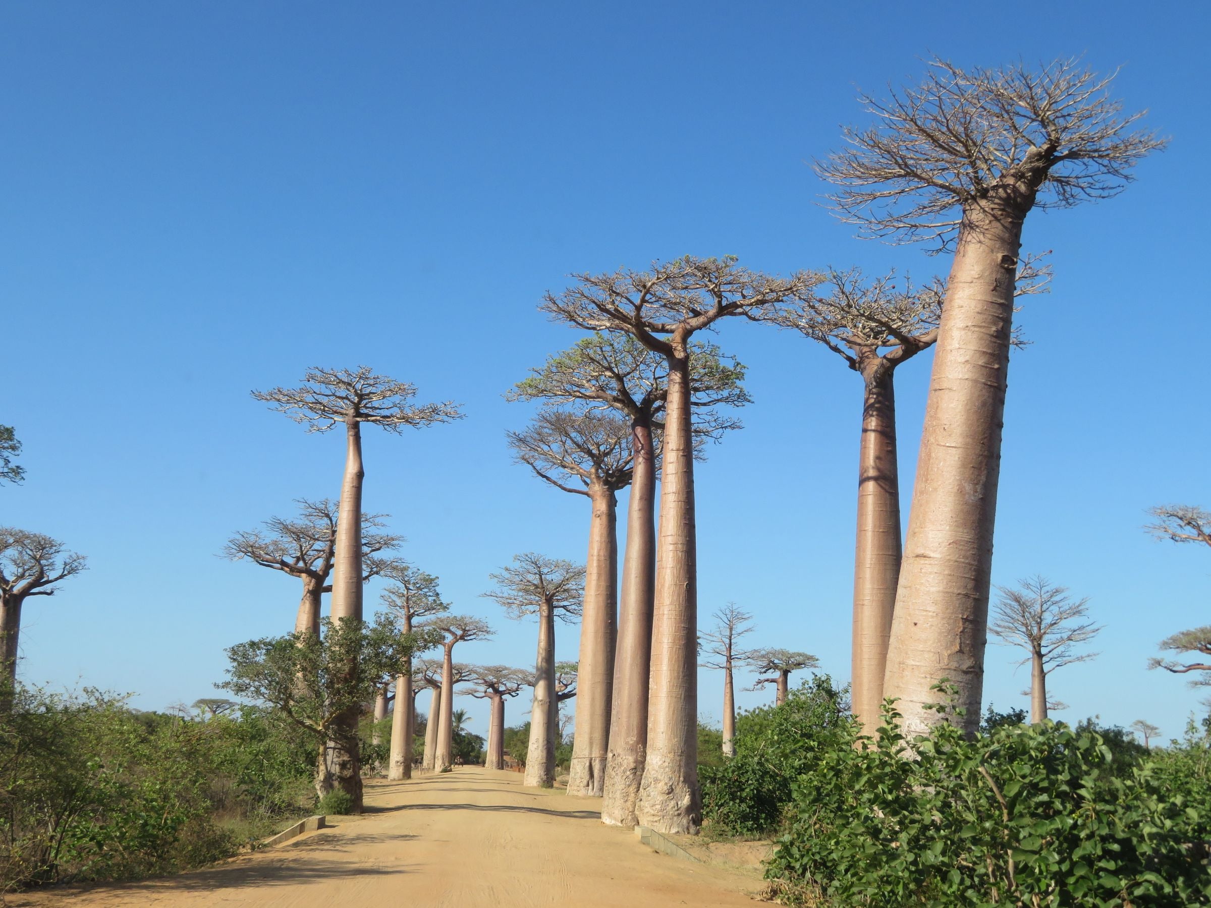 Tall baobab trees lining the sandy road of the Avenue of the Baobabs