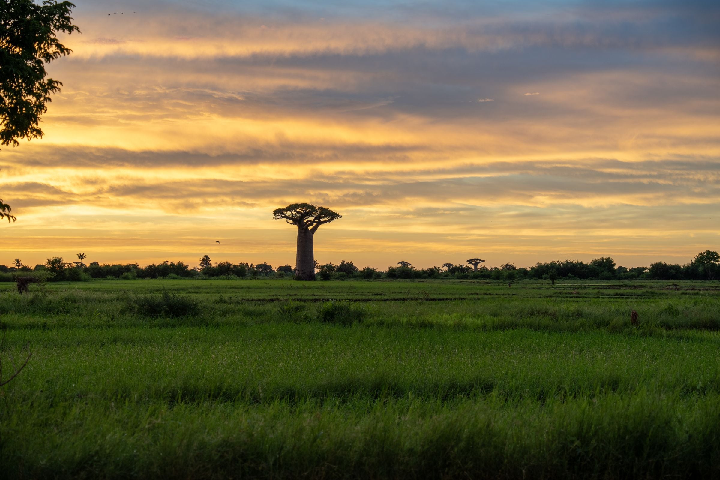 A baobab tree at sunset in Madagascar