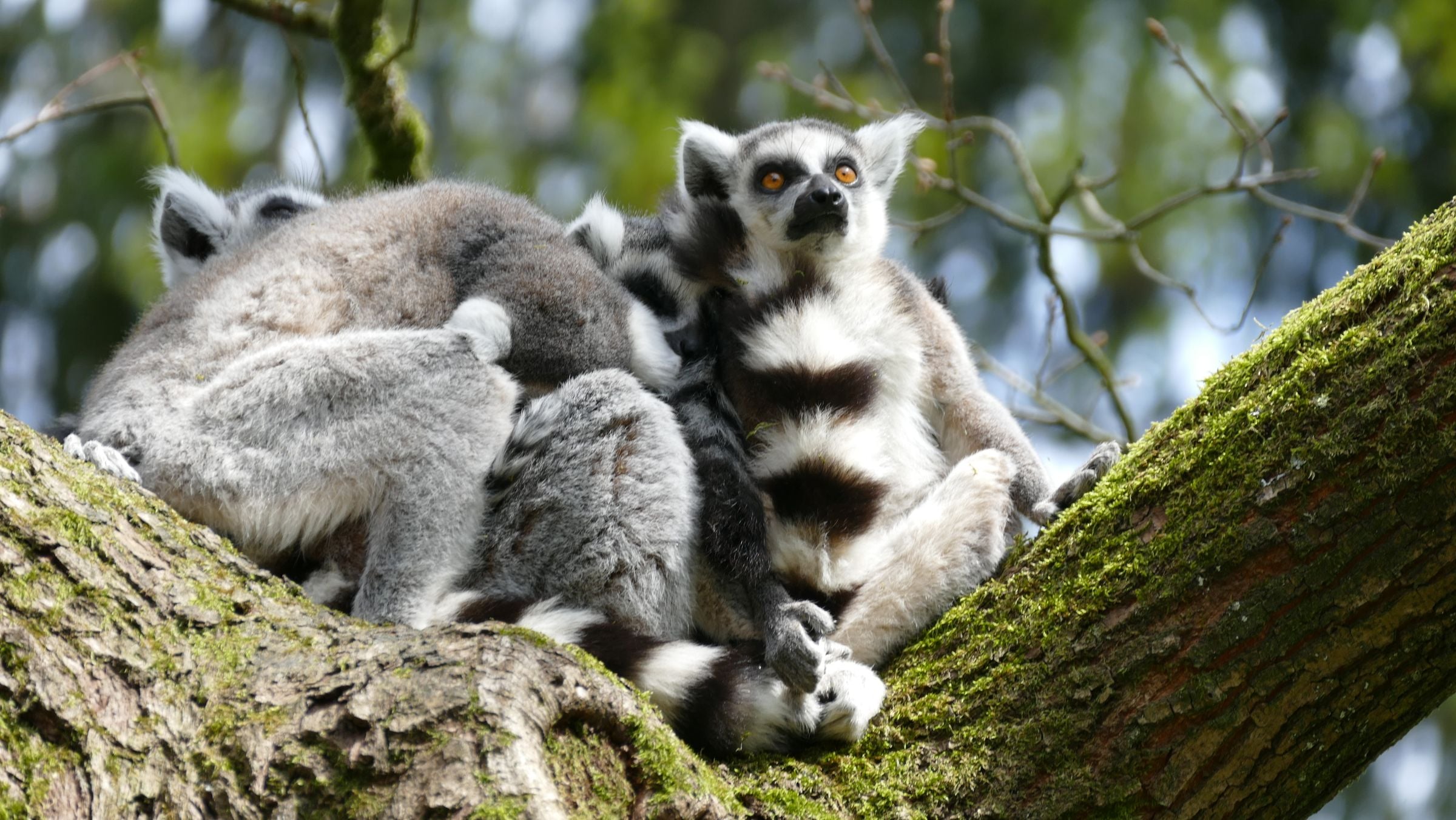 Ring-tailed lemurs huddled together on a branch